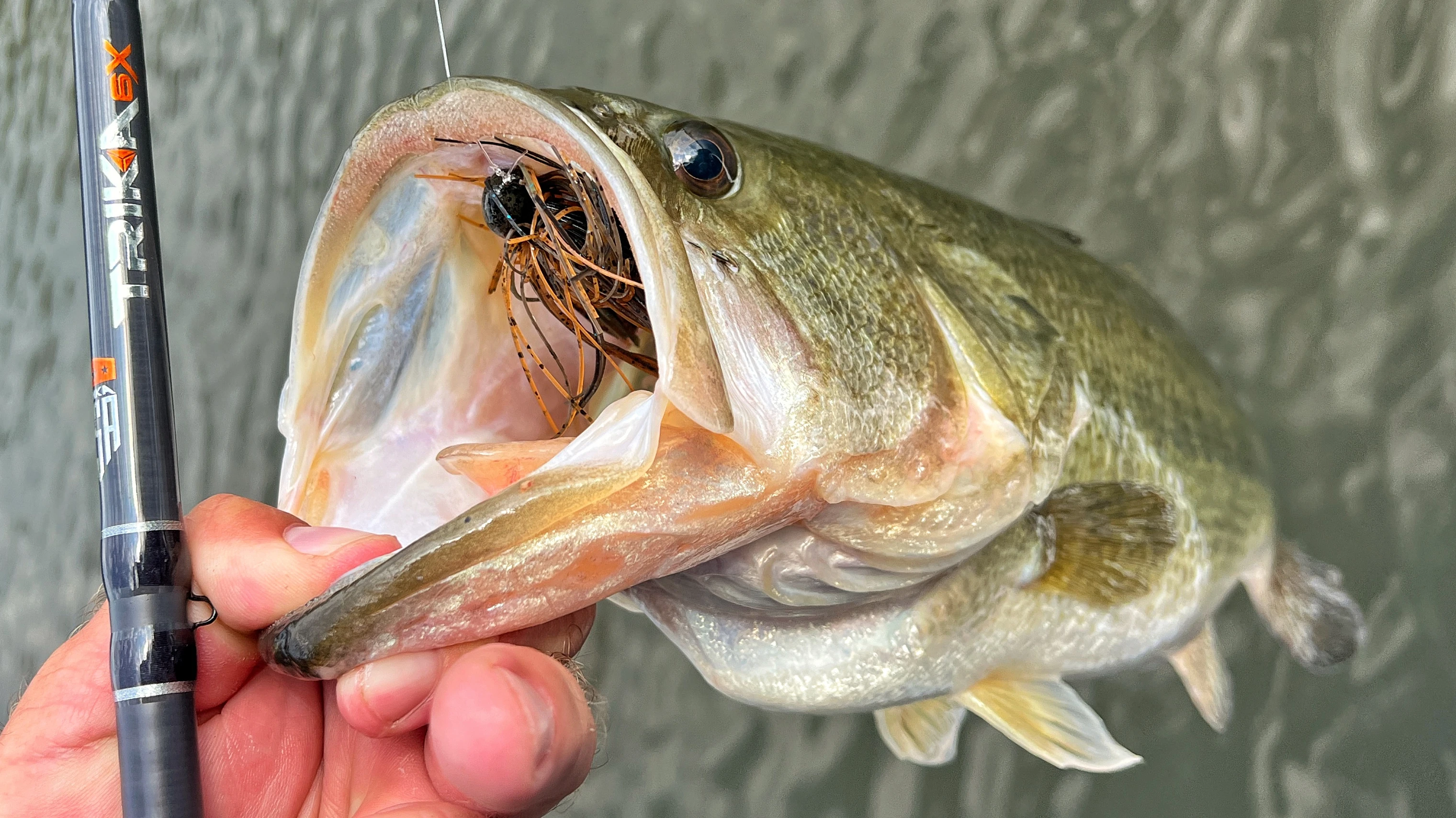 An angler holds a bass with lure in mouth