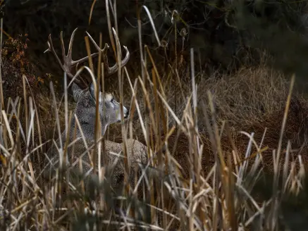 A whitetail buck that has bedded down in tall grass.