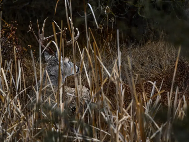 A whitetail buck that has bedded down in tall grass.