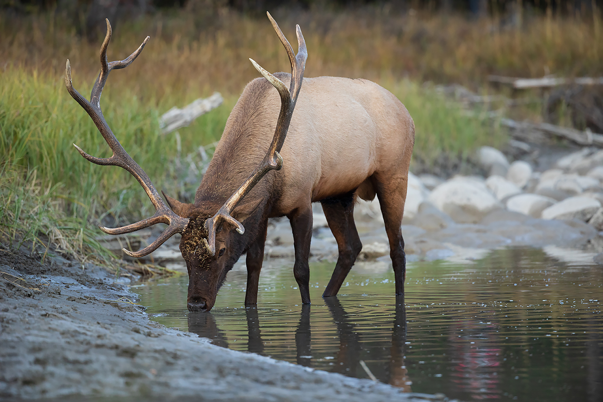 Elk drinks from pond