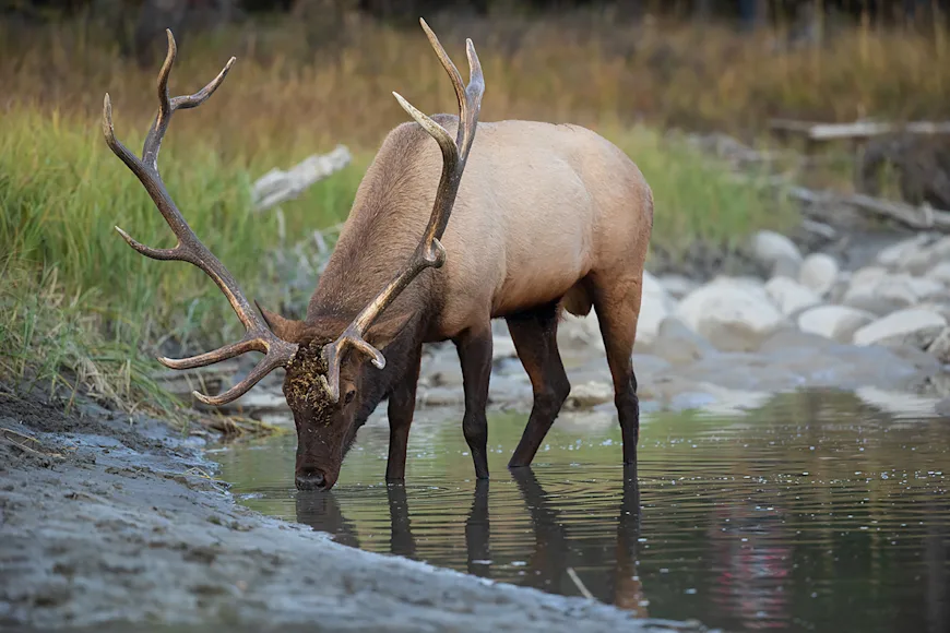 Elk drinks from pond