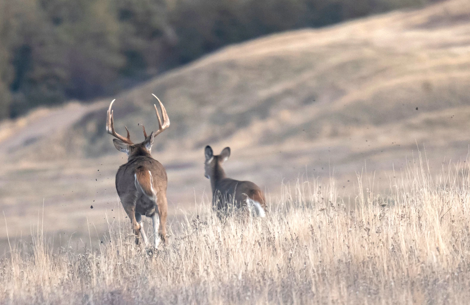 A big whitetail buck chases a doe across an open prairie.