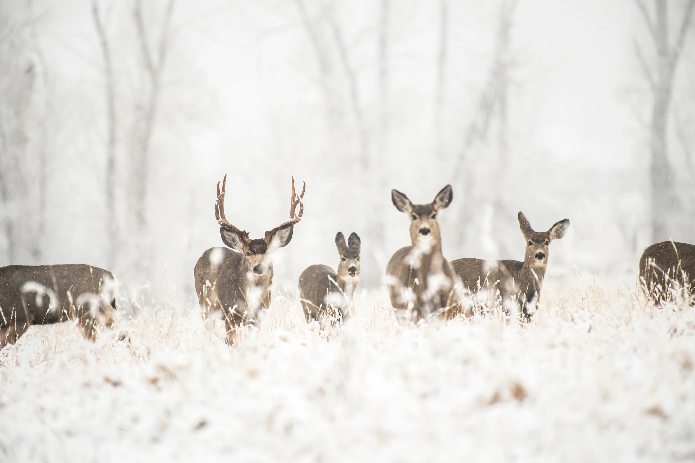 A group of deer stand in a field of snow