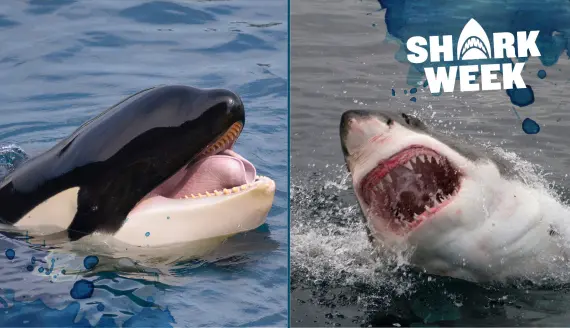 photo of killer whale breeching the water on left and great white shark bearing its teeth on right