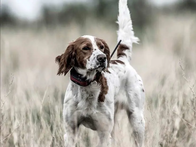 hunting dog in a field