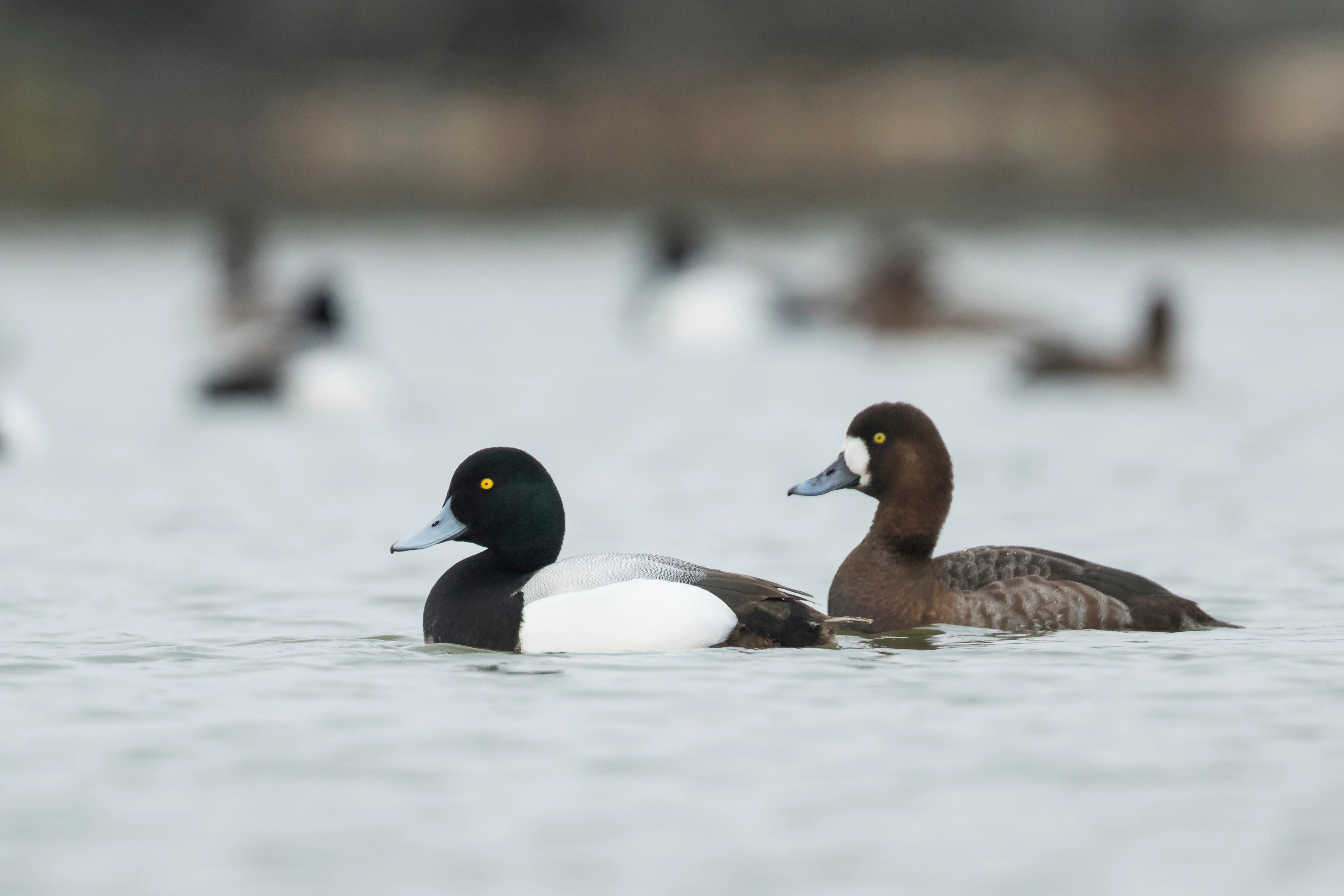 Greater scaup loafing 