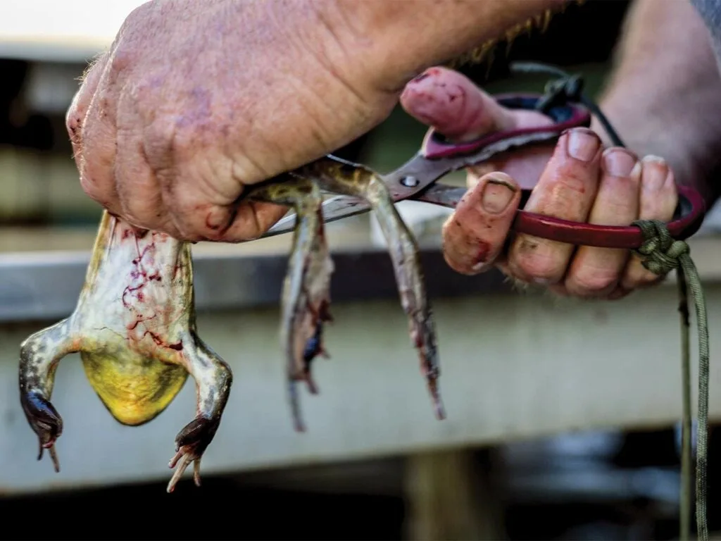 man cutting frog with scissors