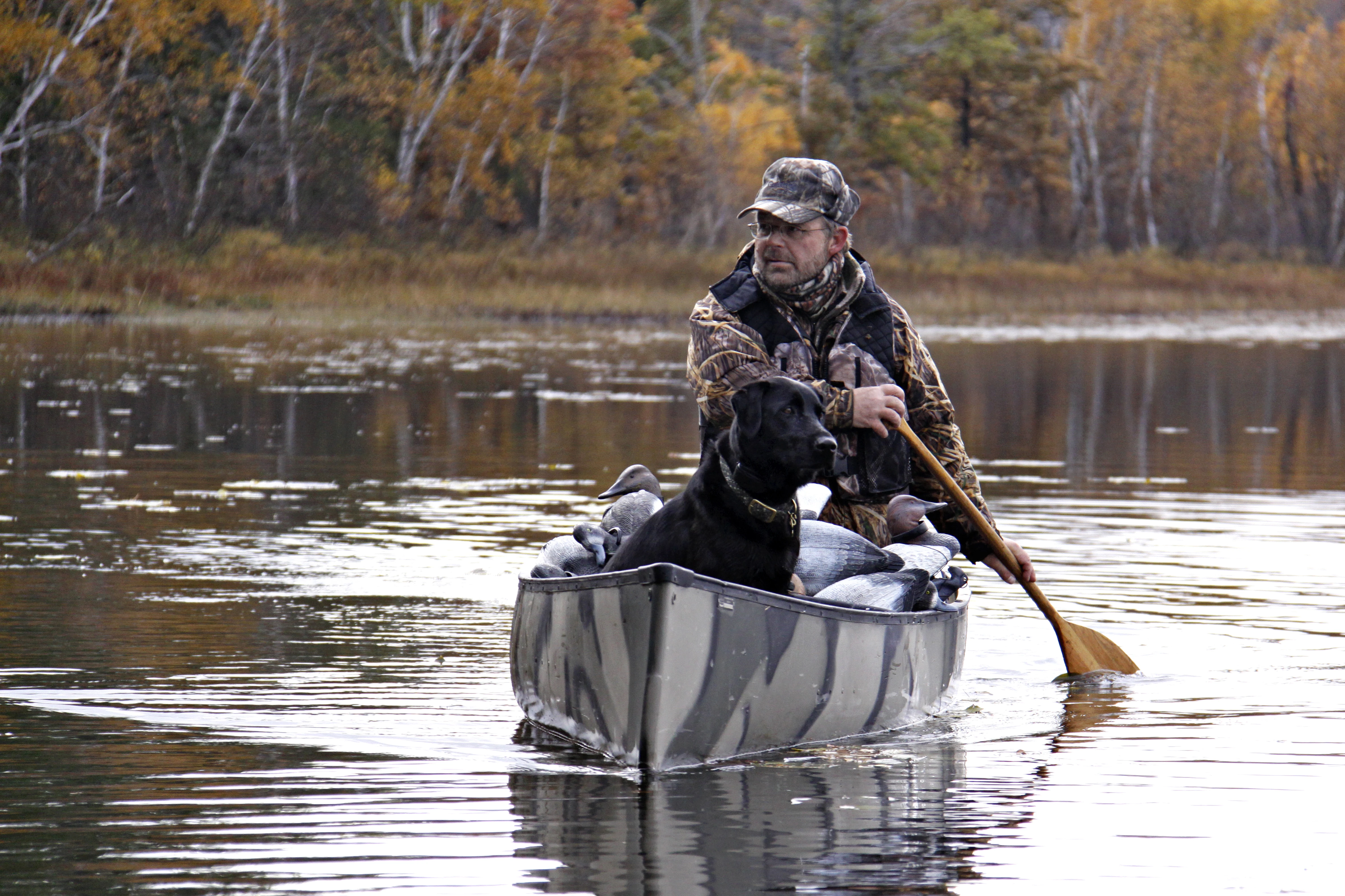 A duck hunter paddling a canoe with a dog at the bow