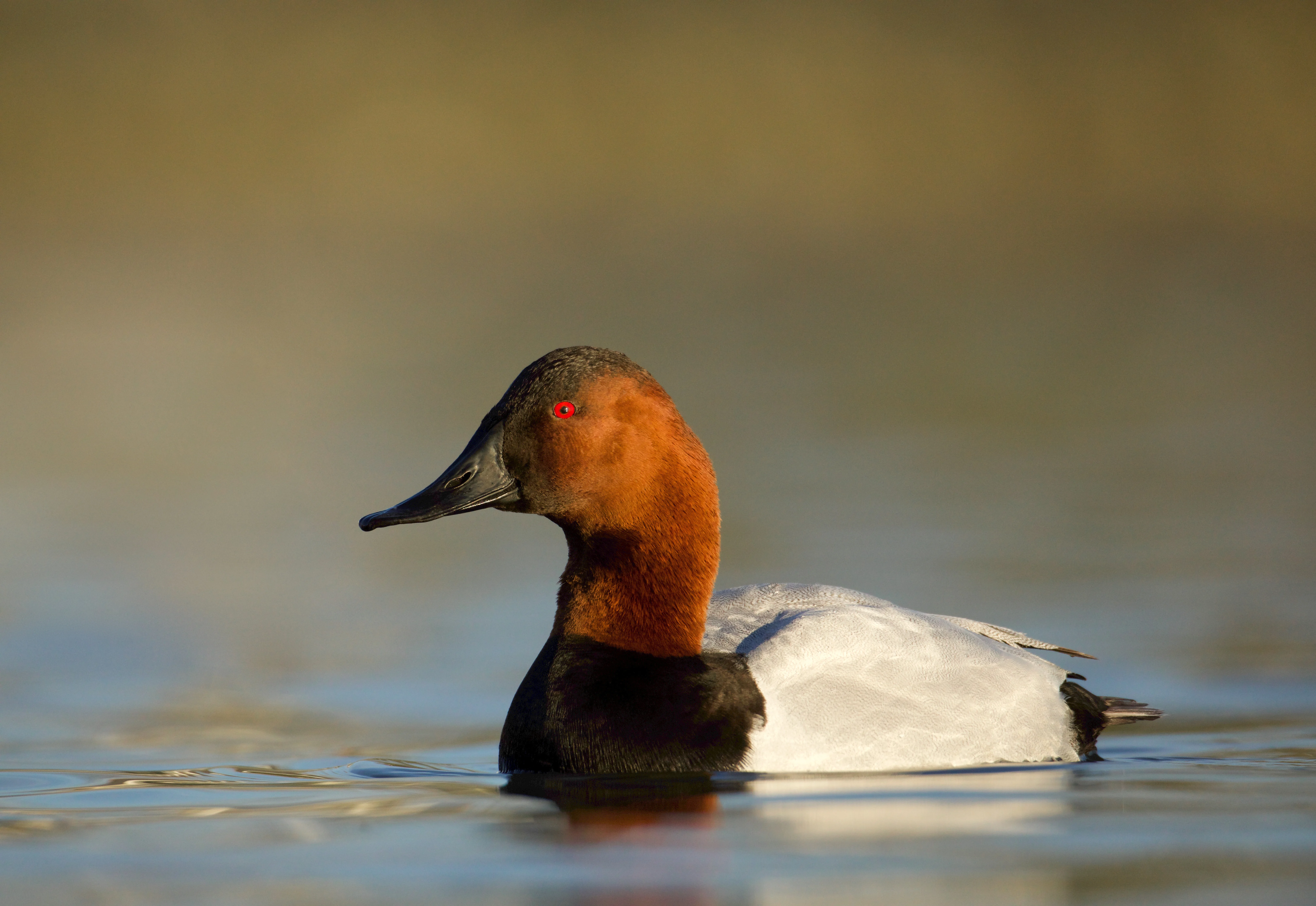 A drake canvasback sits on the water