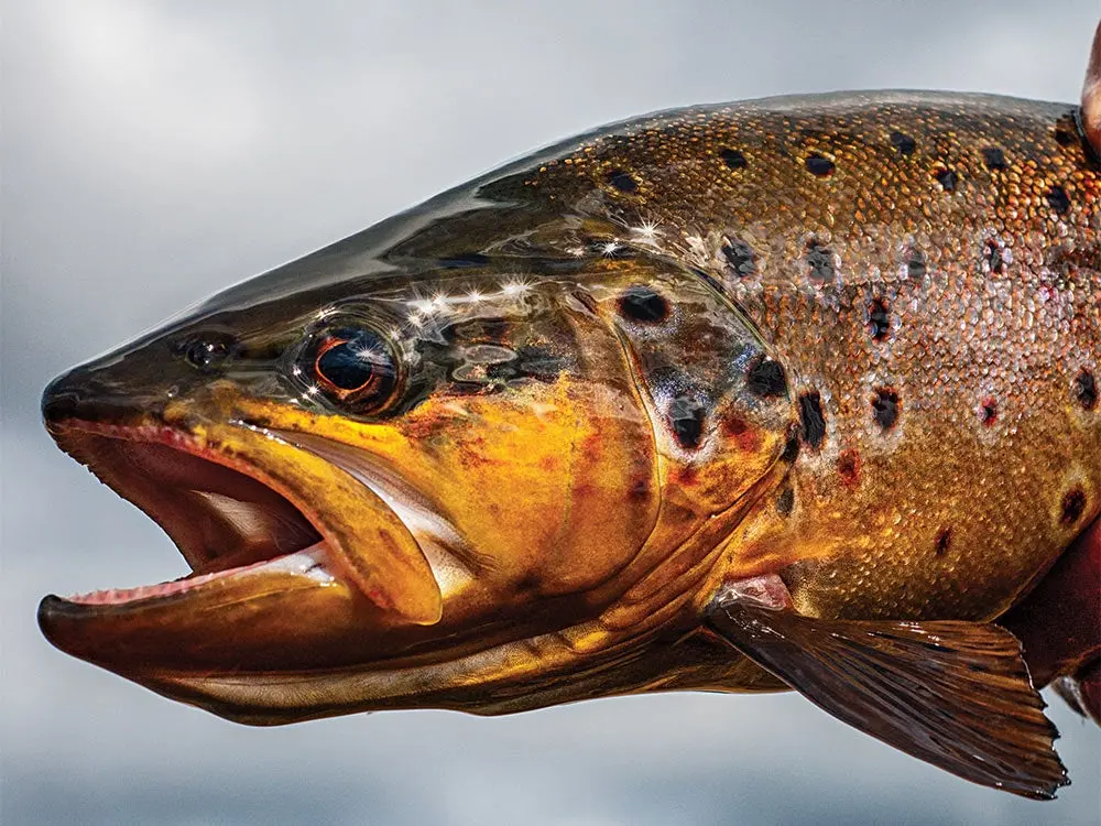 trout fishing