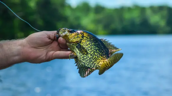 crappie-lead-image