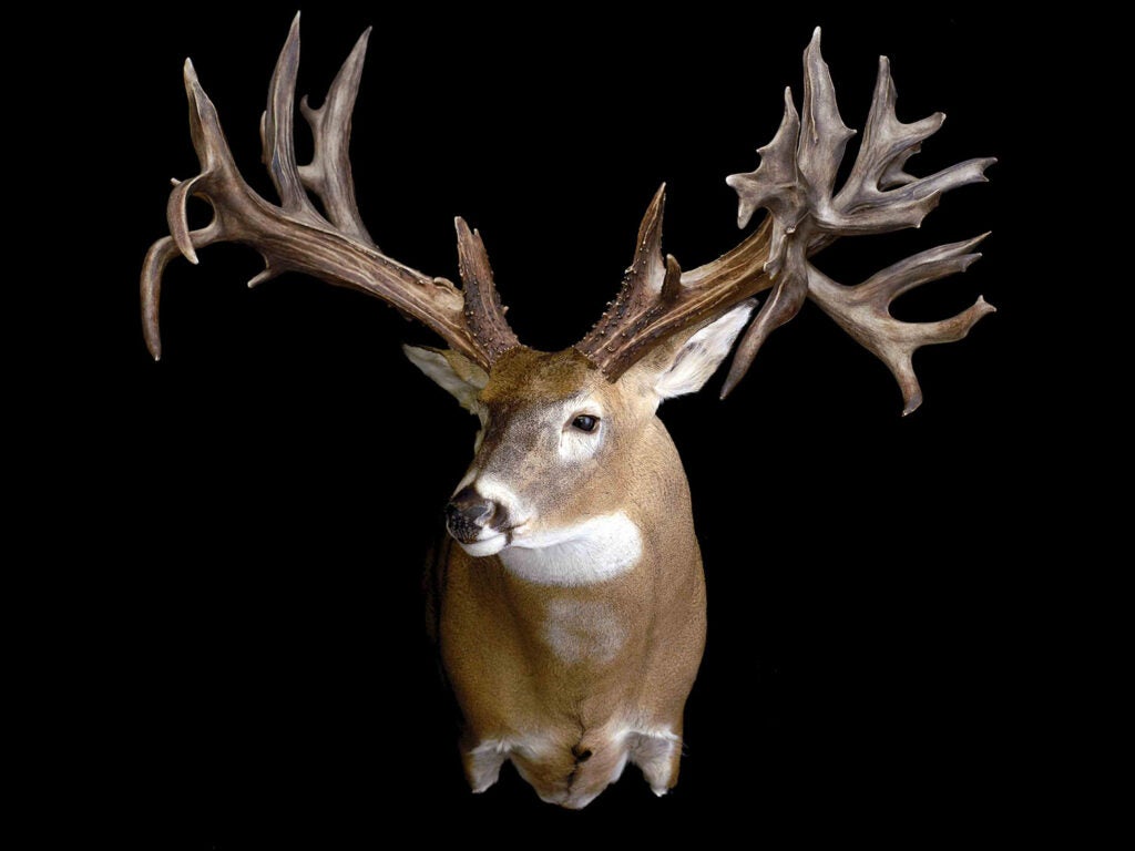 10 of the Biggest Whitetail Deer Shed Antlers Ever Found | F