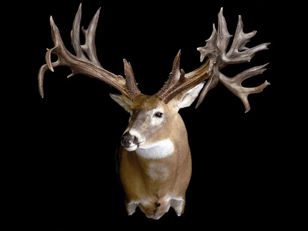 A trophy deer mount on a black background.