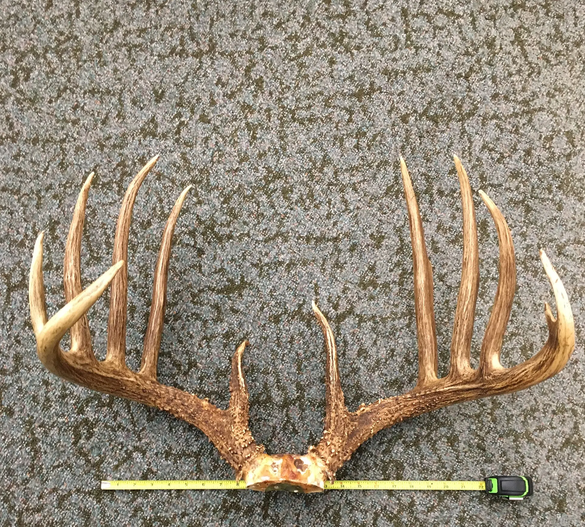 B&amp;C record whitetail deer in Kansas