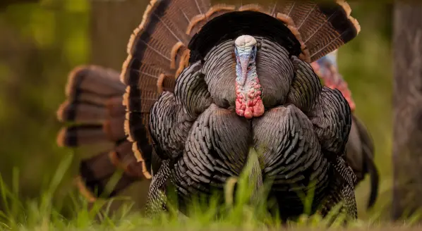 Male turkey walking through the woods.