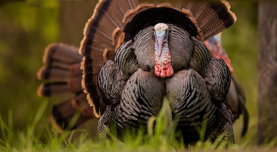 Male turkey walking through the woods.