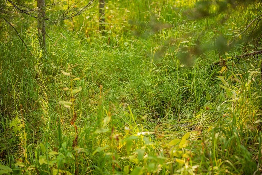 an elk bedding in tall grass