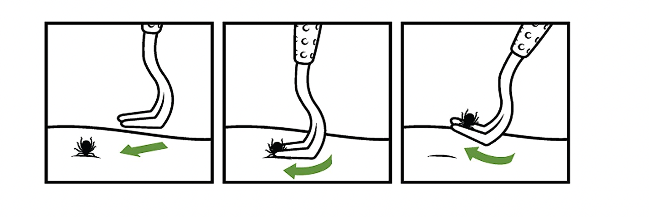 step-by-step illustration of how to remove a tick with a special tool