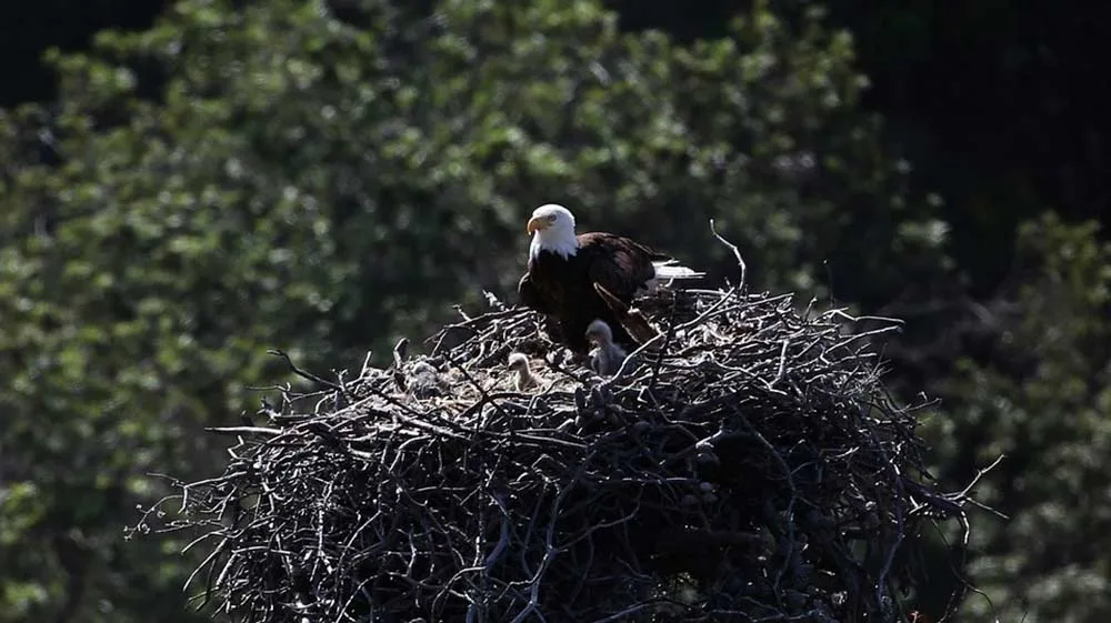 an american bald eagle in a nest