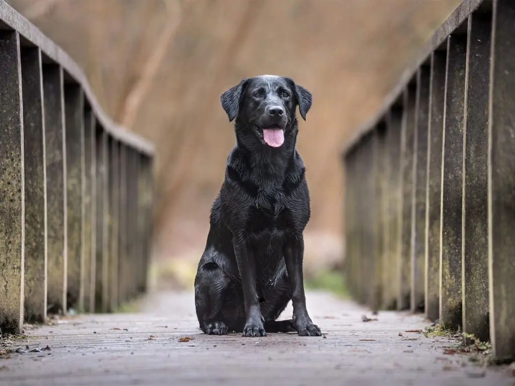 Labrador Retriever