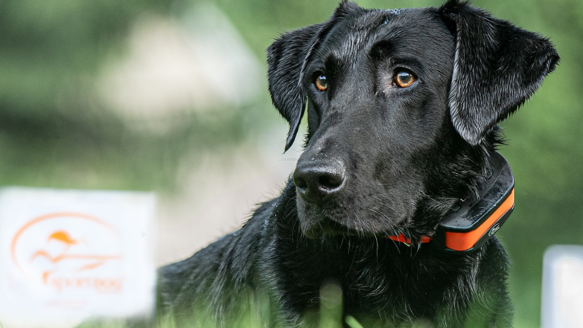 Black lab wearing SportDog invisible fence collar