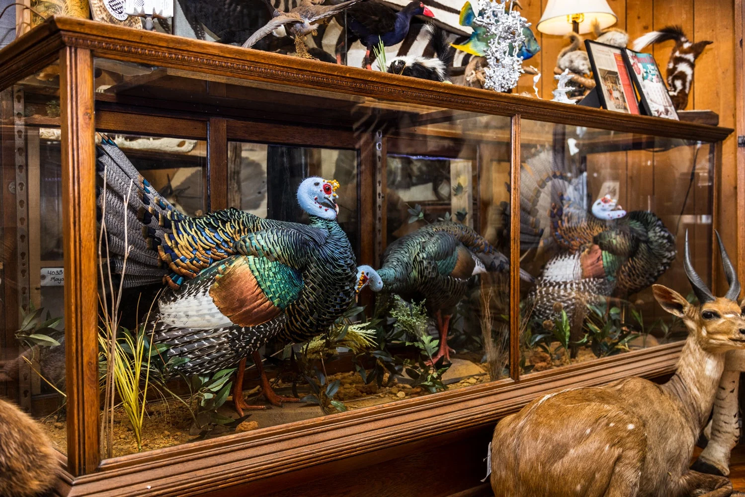 Taxidermy turkey in a glass case.