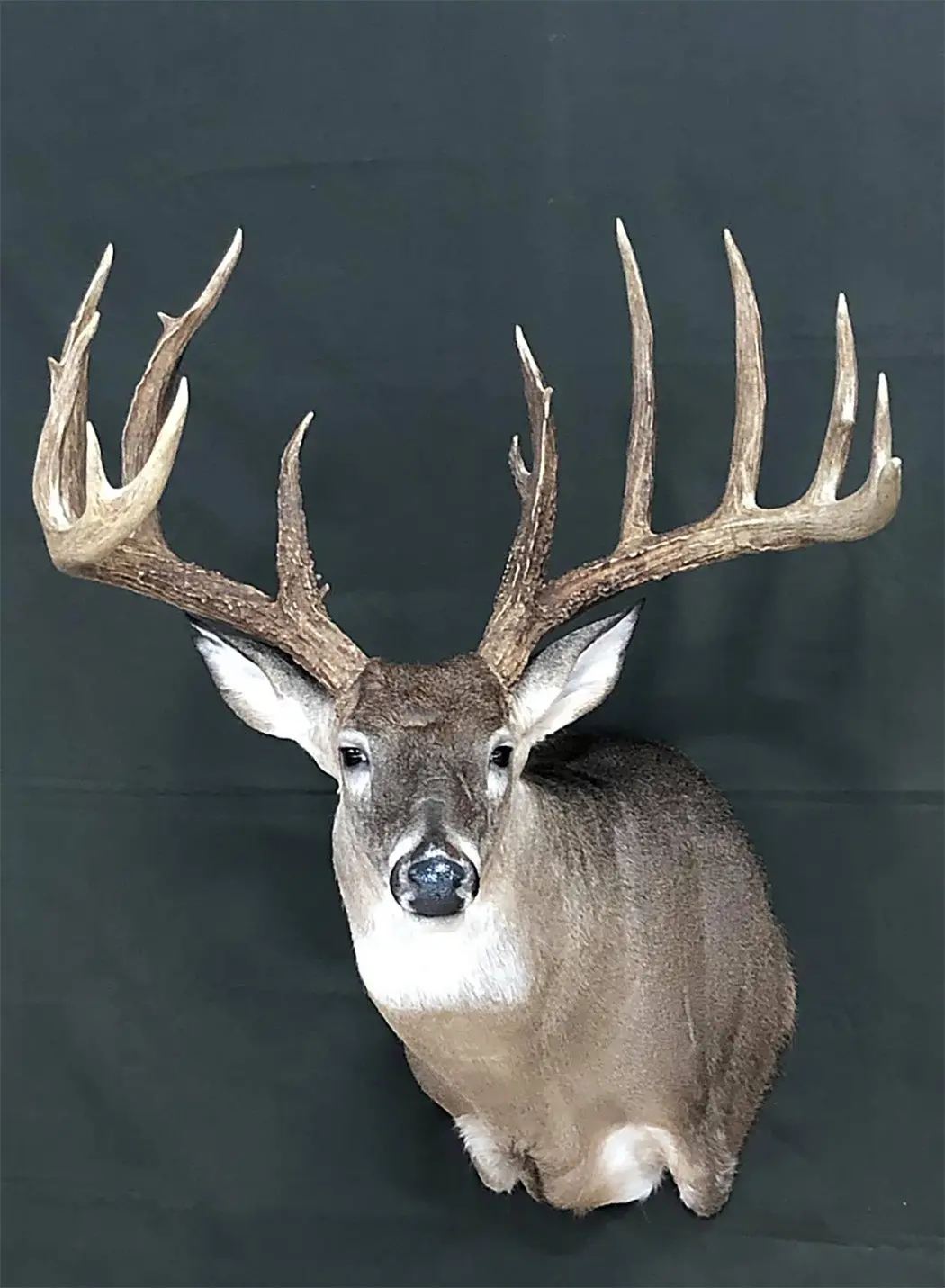 The Biggest Record Whitetail Deer from Every State | Field