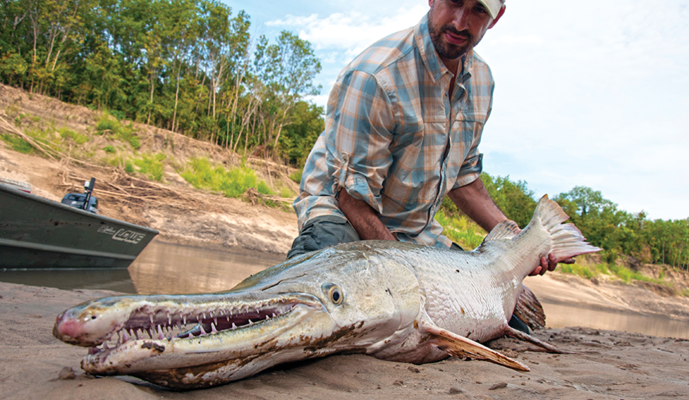 Alligator Gar 