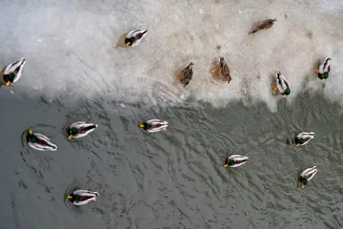 The ducks viewed from above during winter time