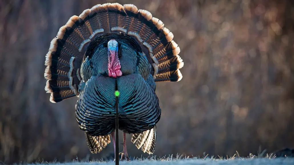 photo of aiming a bow at a tom turkey