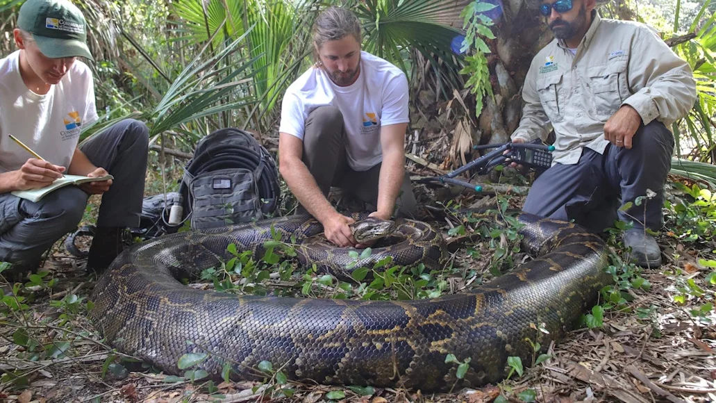 Three men with a large python in the forest.