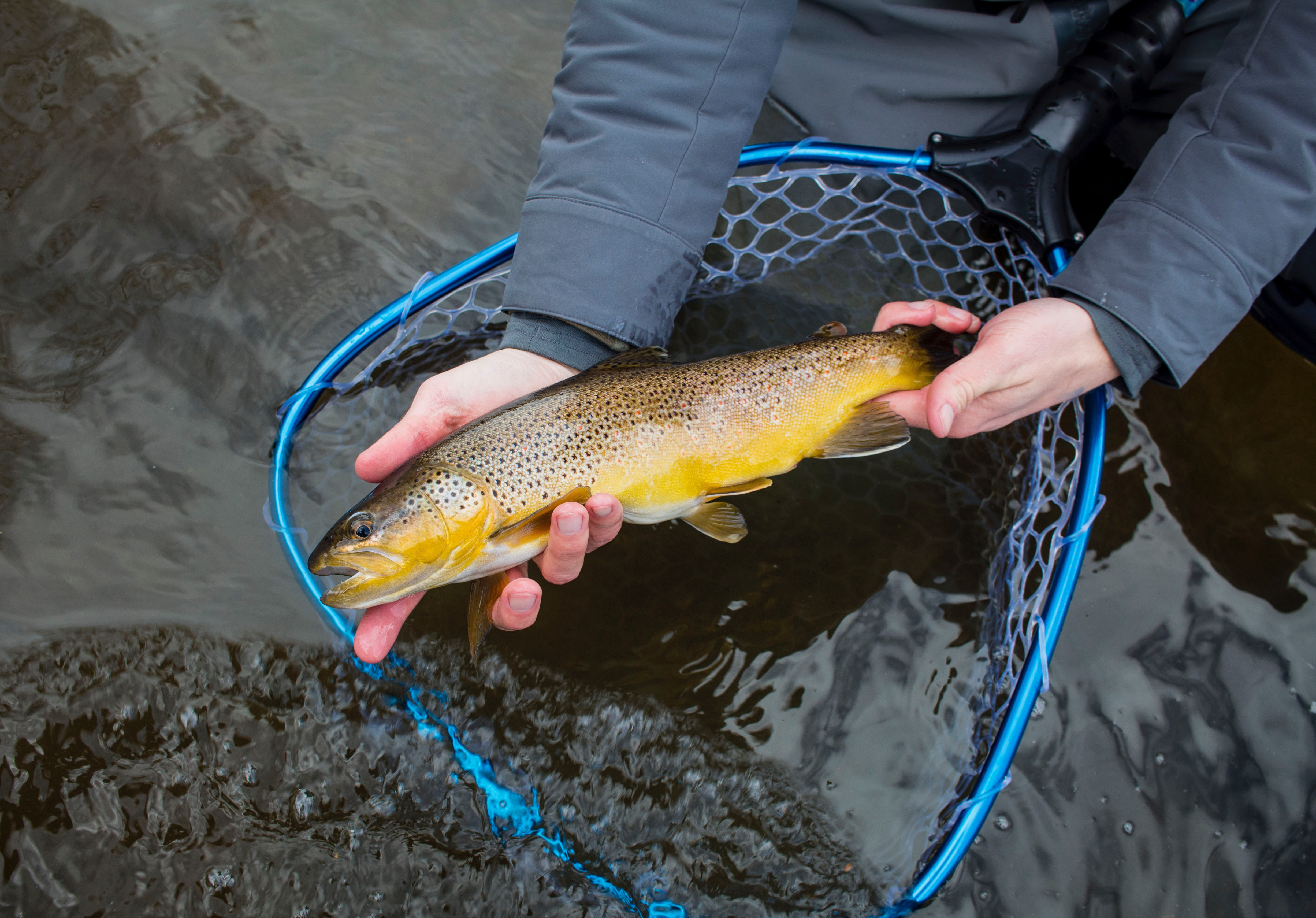 Angler holding winter trout above net