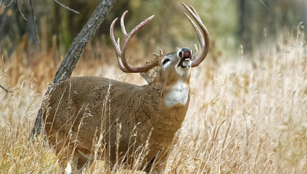 Whitetail buck in rut