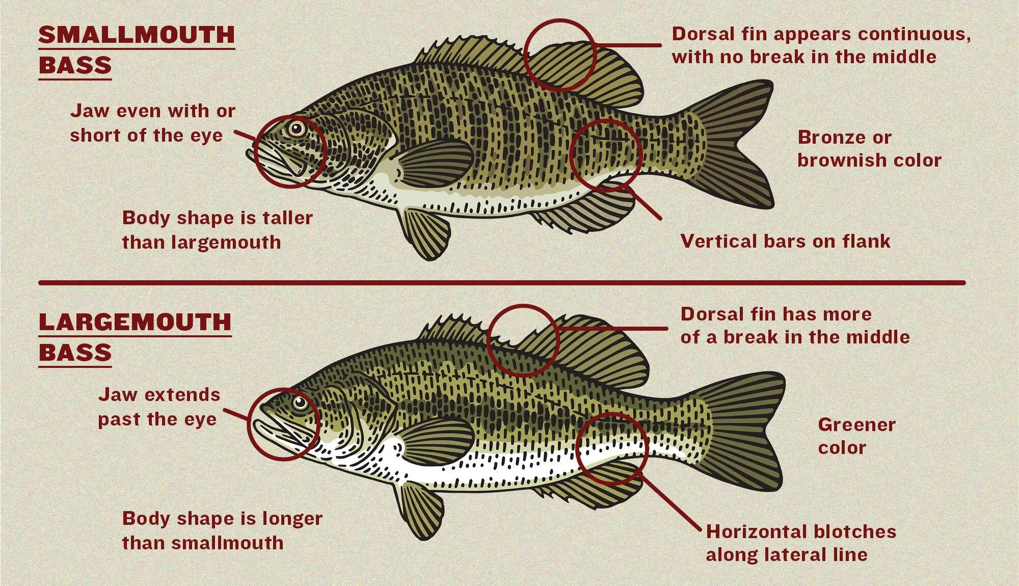 Bass Fishing 101: How to Catch Bucketmouths and Bronzebacks