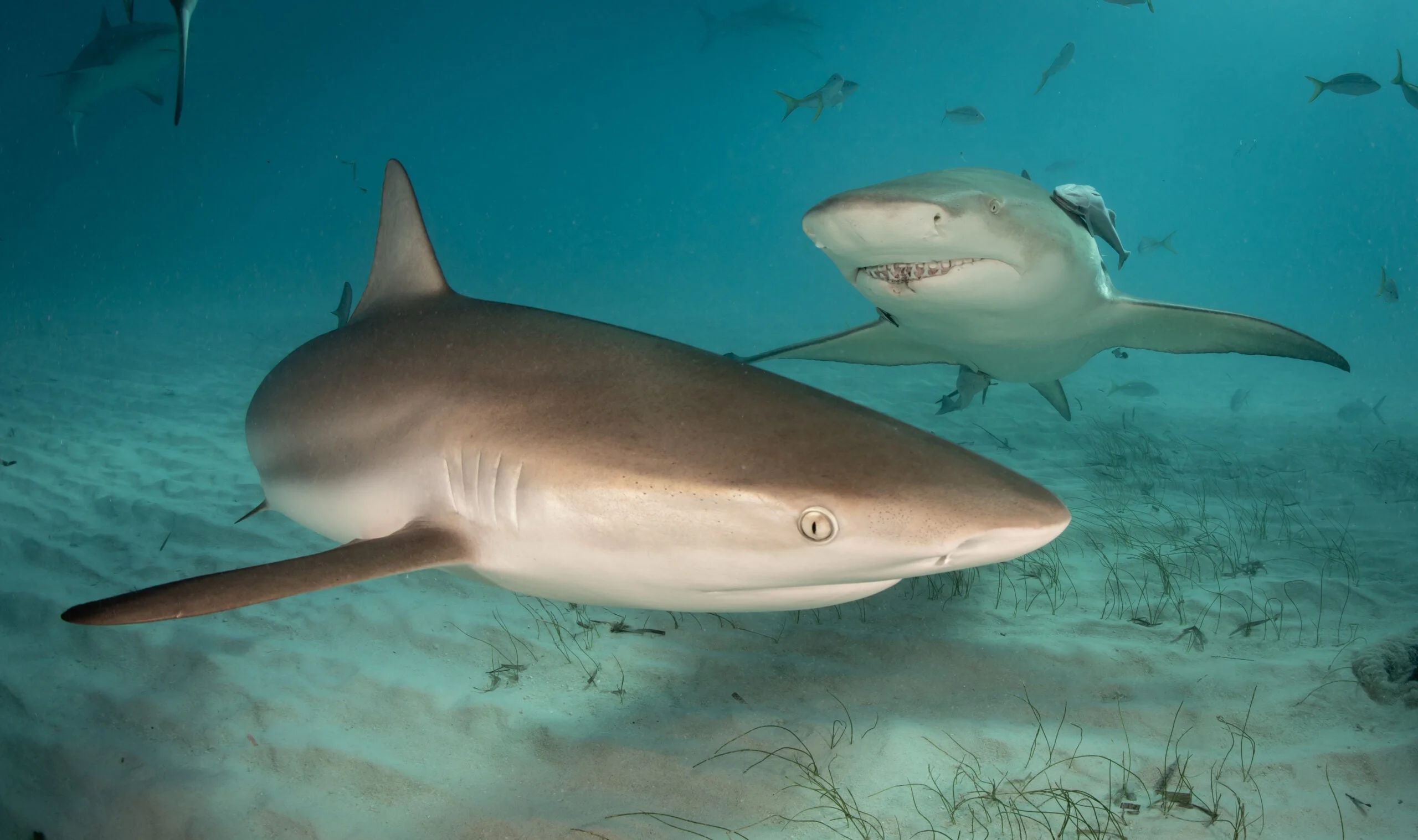 Reef and Lemon sharks at Tiger Beach, Bahamas