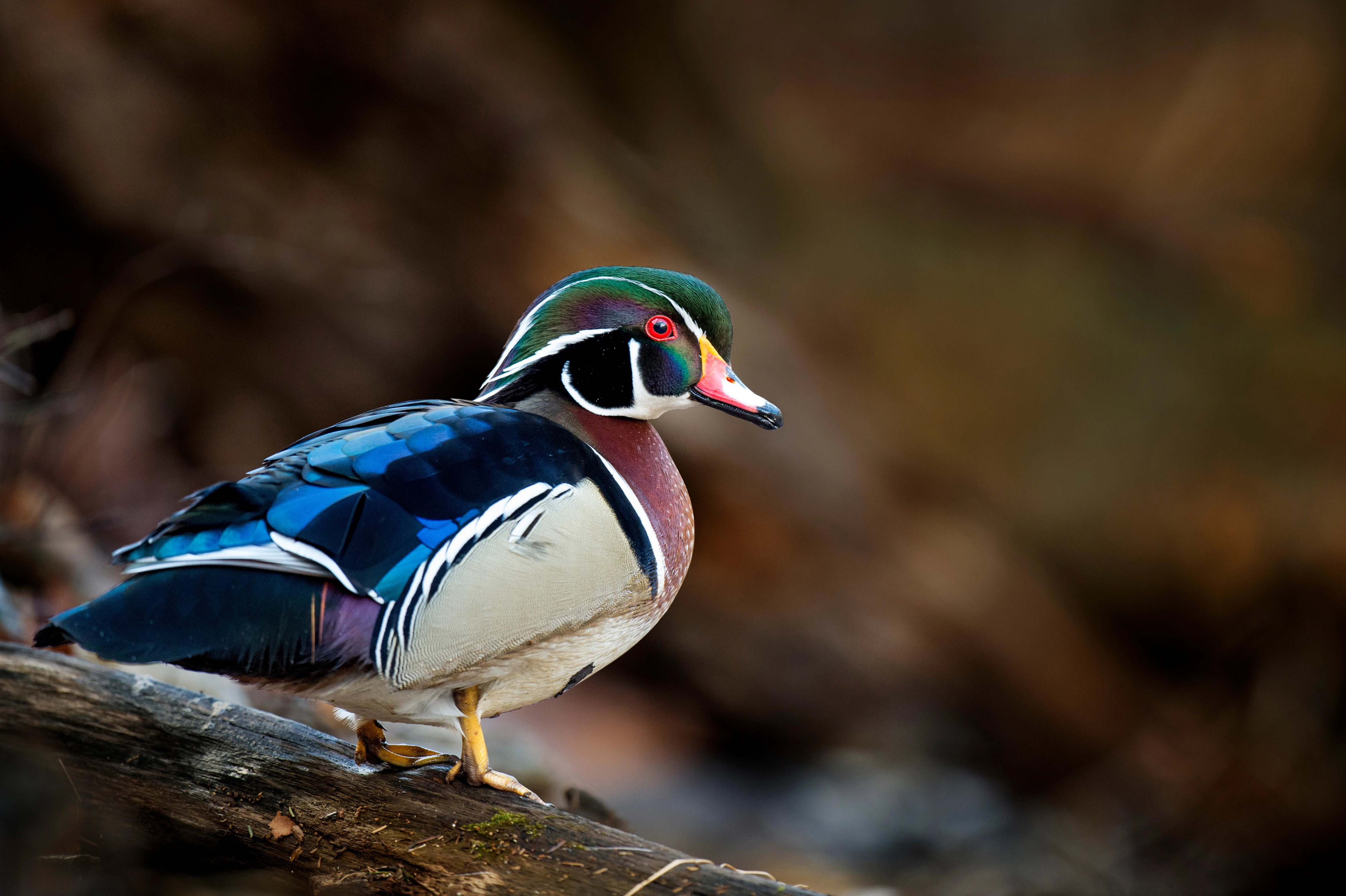 A drake wood duck perched on a log