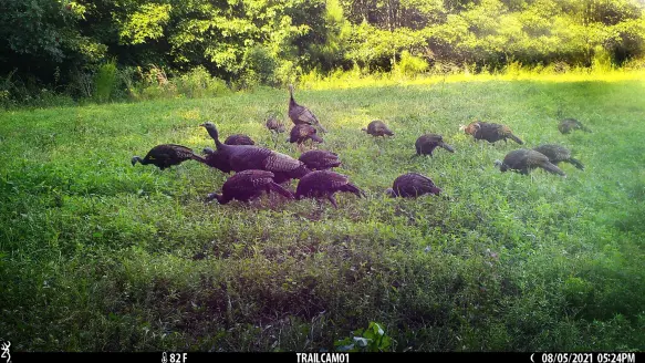 Wild Turkey hens and poults