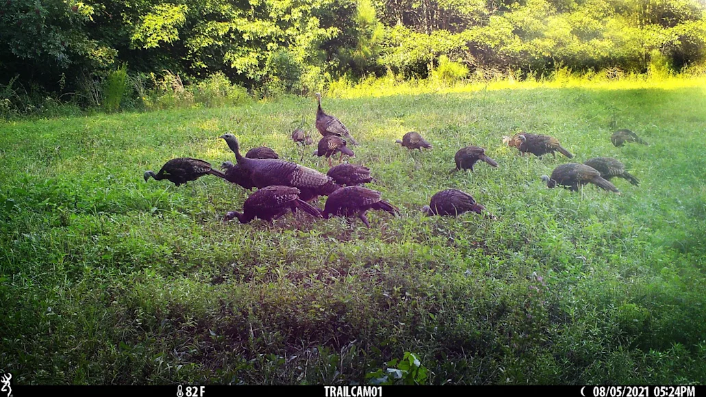 Wild Turkey hens and poults