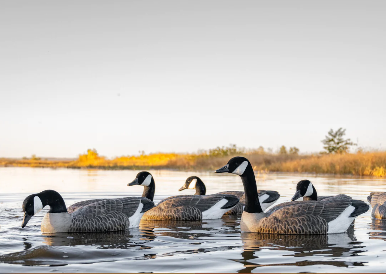 Duck Hunting photo