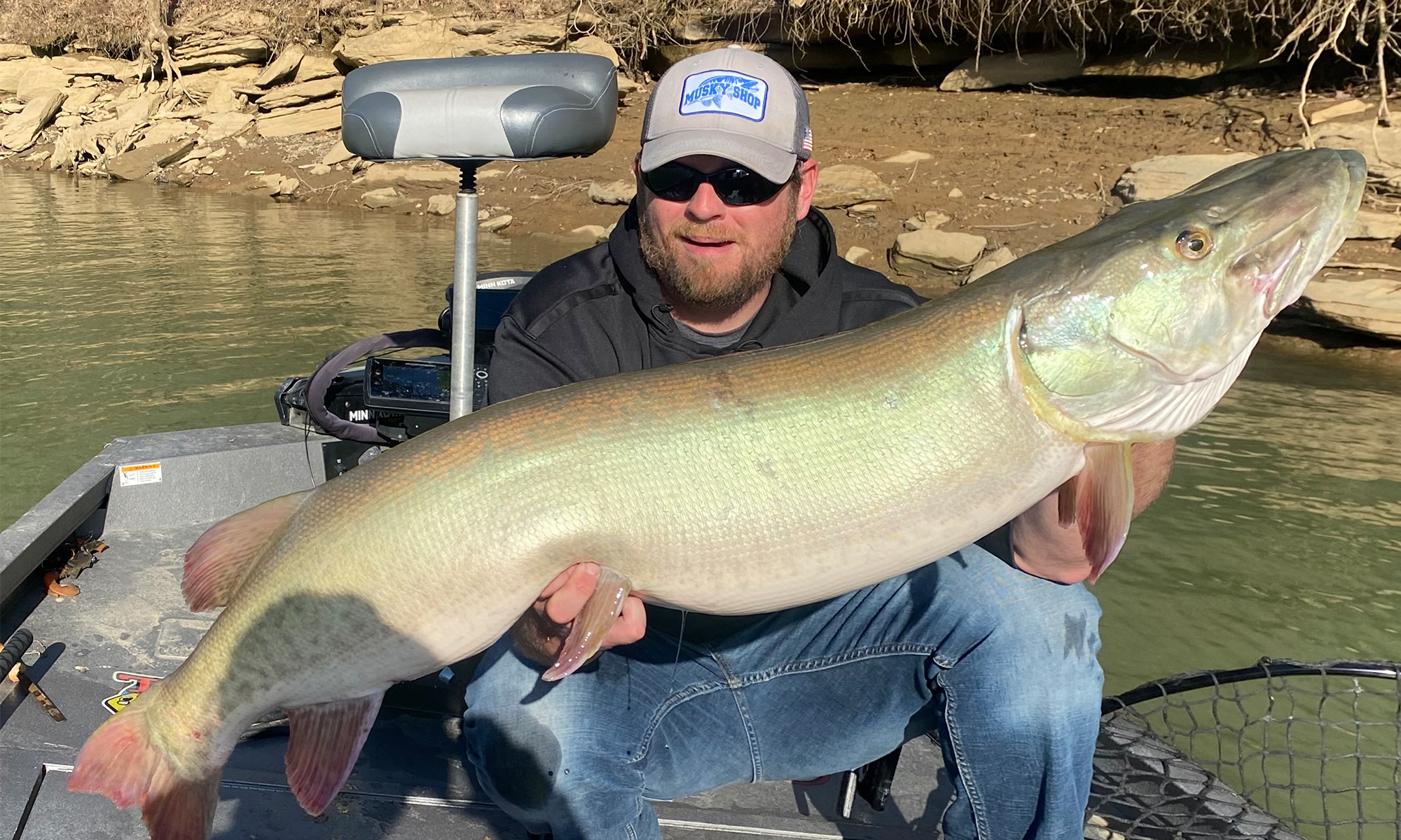 An angler sitting in a boat hold up a huge muskie.