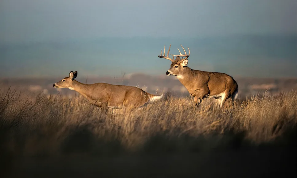 A whitetail buck chases a doe on the prairie during the rut.