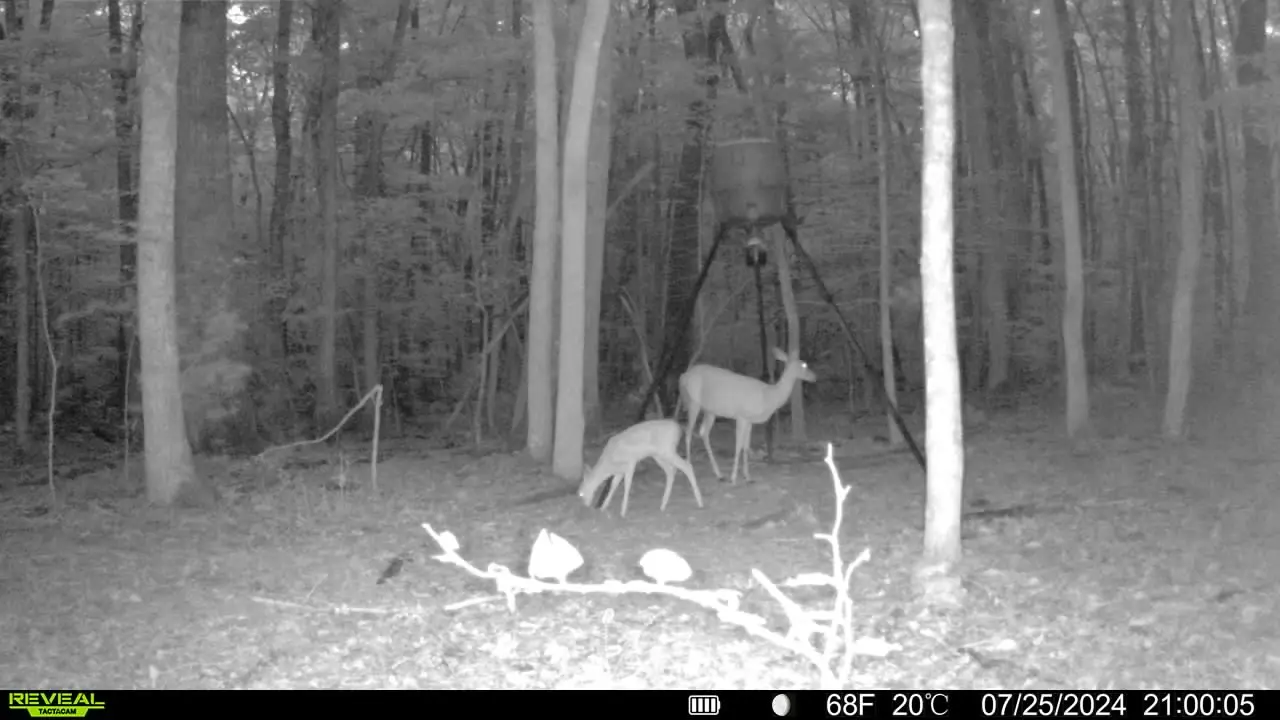 A nighttime trail cam photo of two deer under a feeder