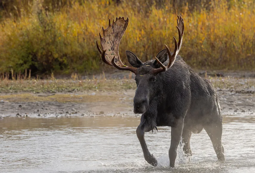 A moose walks through a stream in Wyoming.