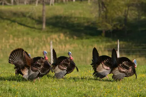 Wild turkeys in field