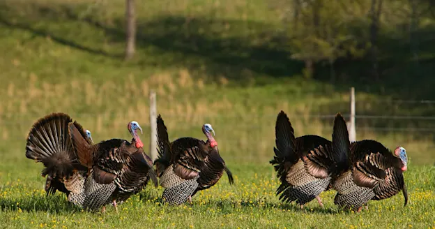 Wild turkeys in field
