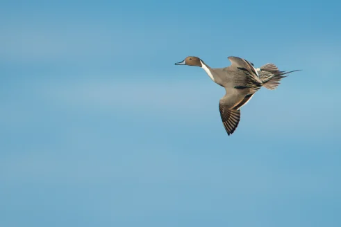 Drake northern pintail in flight