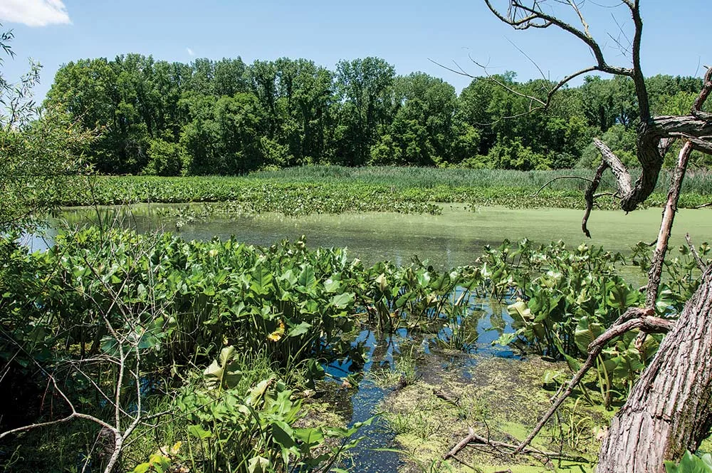 grass and weed clusters for snakehead fishing