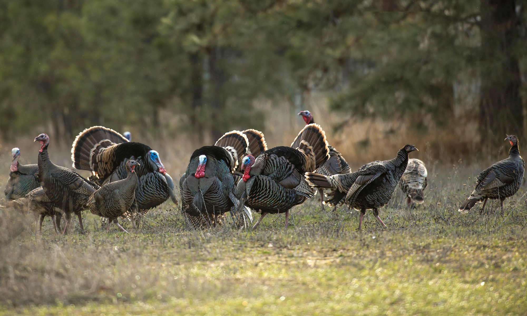 A flock of early-spring turkeys gather in a field. 