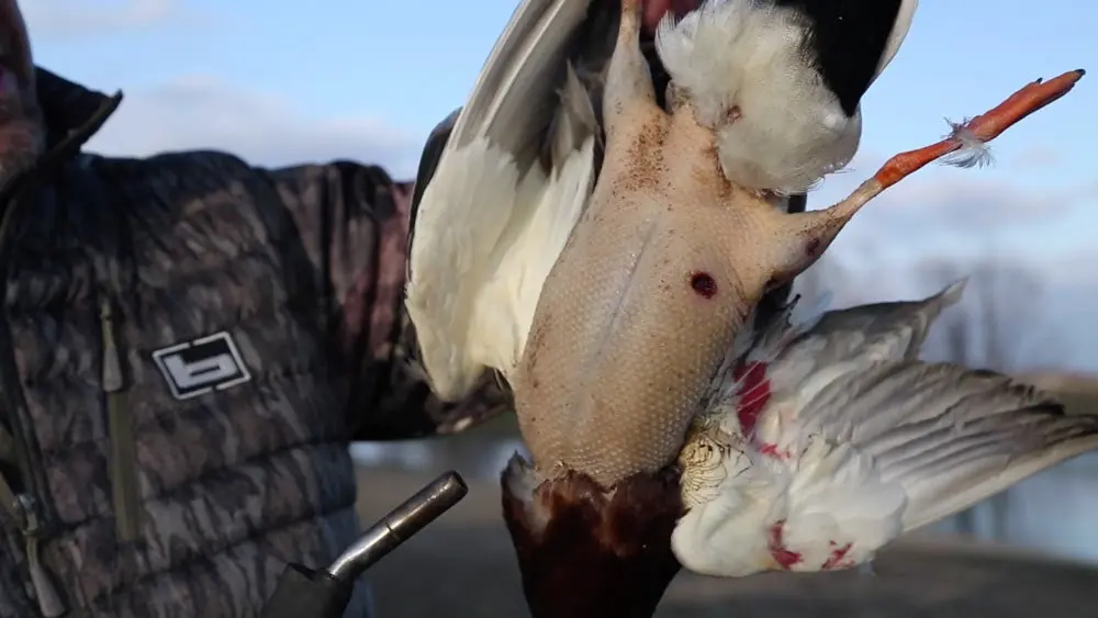 how to butcher a whole duck