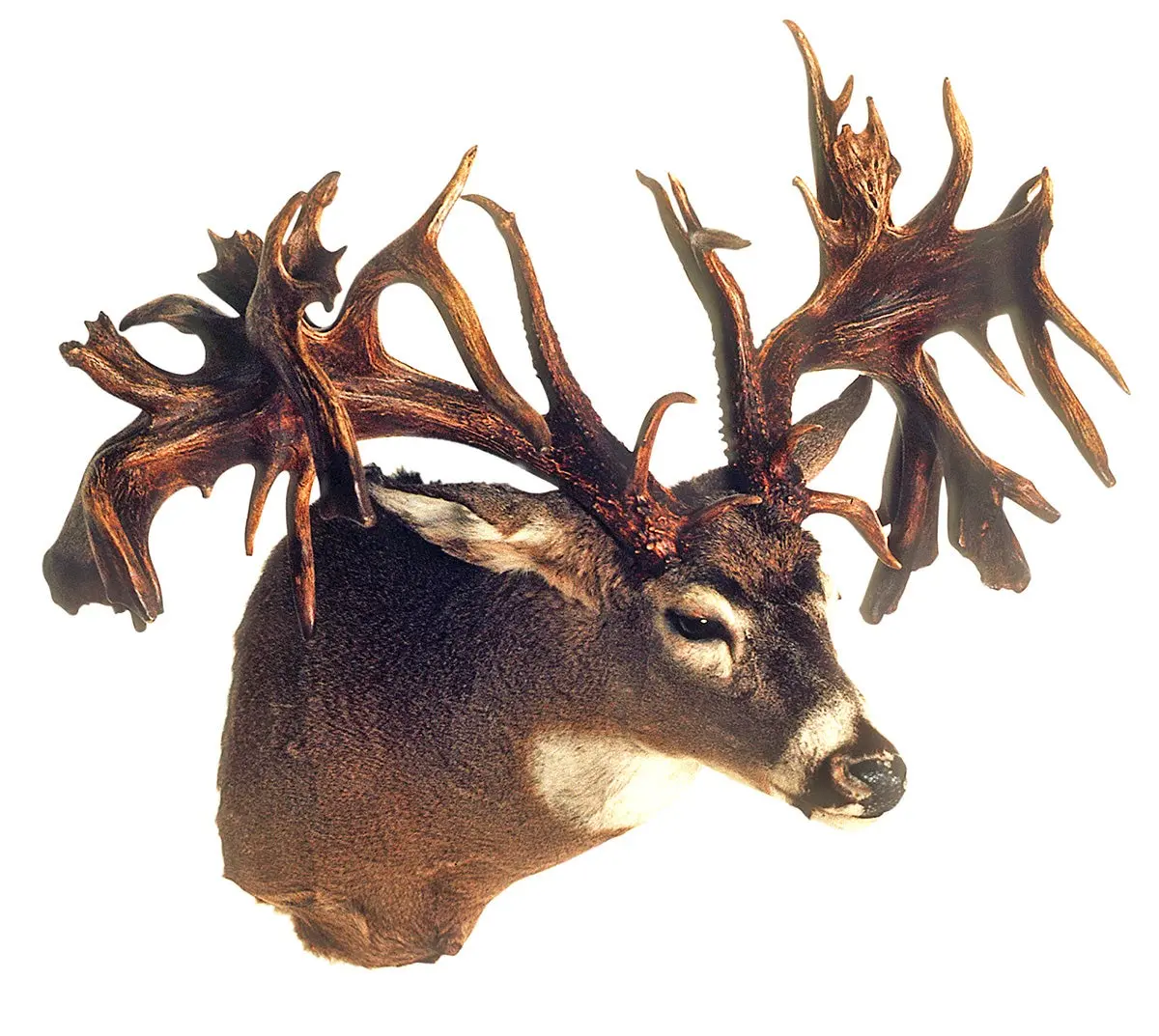 Record non-typical whitetail from OH